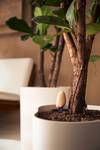 smart pebble aardebruin